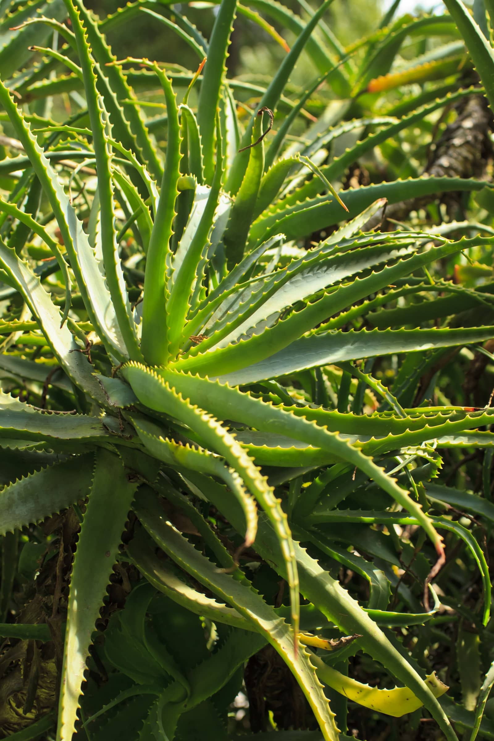 Aloe Vera - Přirozená podpora pro zdraví trávení | Herbavis